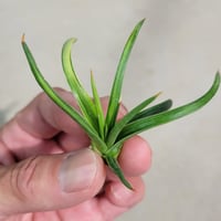 AGAVE 吹上錦