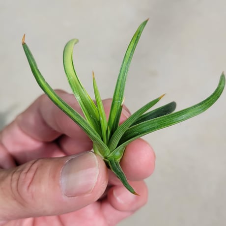 AGAVE 吹上錦
