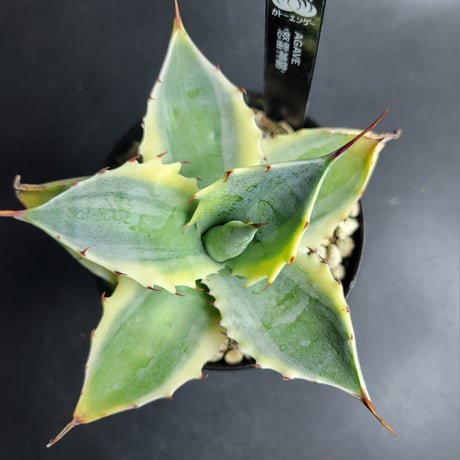 AGAVE POTATORUM 怒雷神錦