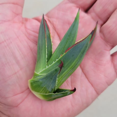 AGAVE BLUE GLOW  VARIEGATA　縞斑