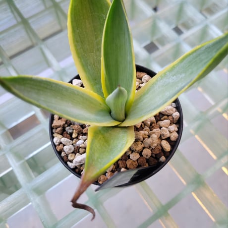 AGAVE DESMETTIANA BLUE MOON