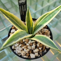 AGAVE AMERICANA VARIEGATA