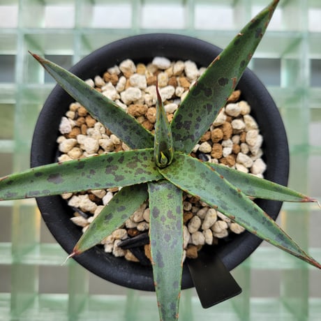 MANGAVE BLOOD SPOT  × KERCHOVEI (SP.)