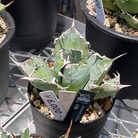 AGAVE OVATIFOLIA AWAKENING ANGEL | カトーエンゲー東京