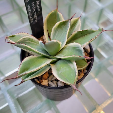 AGAVE BABY TEETH VARIEGATA