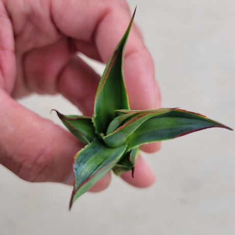 AGAVE BLUE GLOW  VARIEGATA　中斑