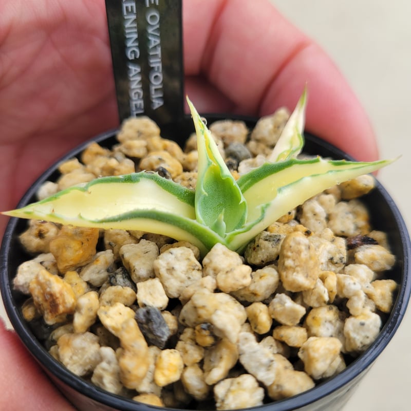 AGAVE OVATIFOLIA AWAKENING ANGEL | カトーエンゲー東京