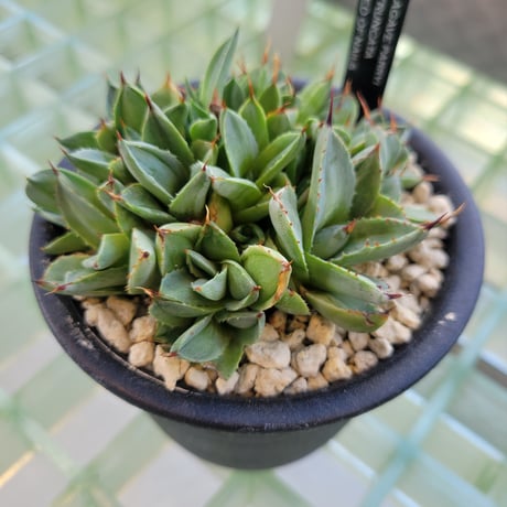 AGAVE PARRYI TRUNCATA BED OF NAILS