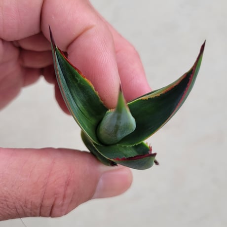AGAVE BLUE GLOW  VARIEGATA　縞斑