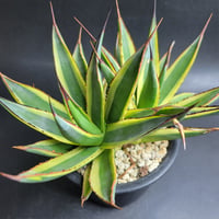 AGAVE SUN GLOW