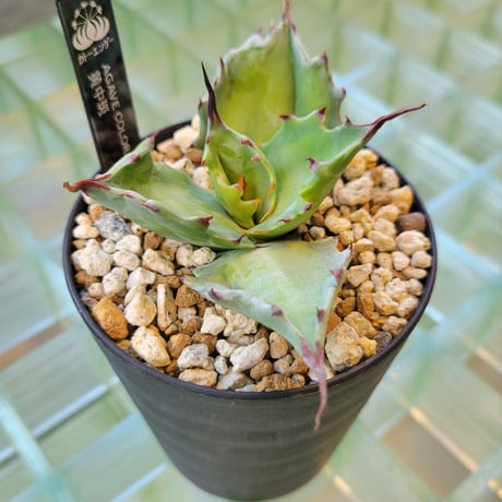 AGAVE COLORATA 黄中斑