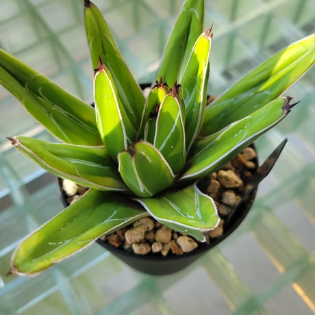 AGAVE VICTORIAE-REGINAE 笹の雪 フランスアイボリー