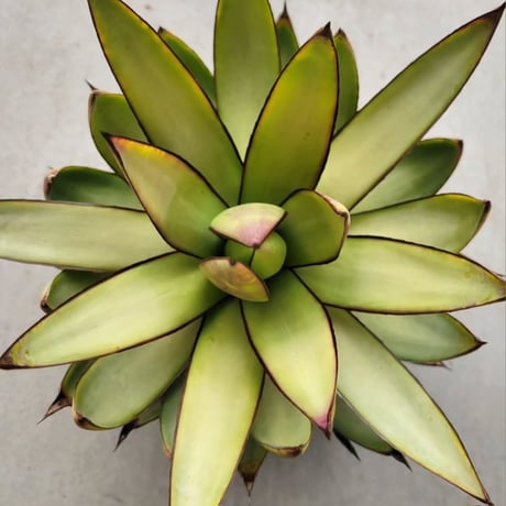AGAVE ROMANII MOSTLY GHOSTLY