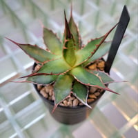 AGAVE HORRIDA