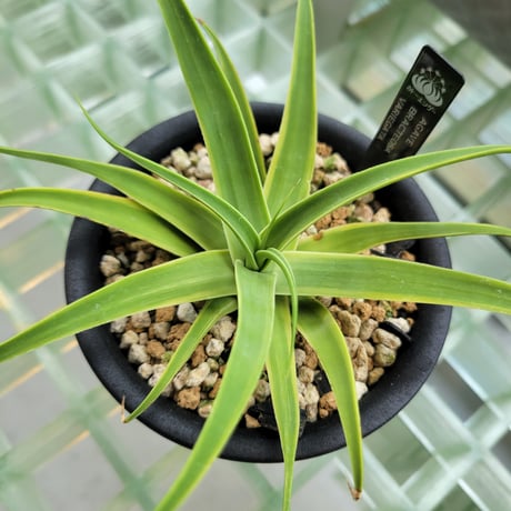 AGAVE BRACTEOSA VARIEGATA