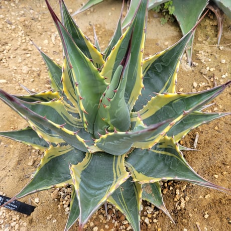AGAVE MONTANA TIFFANY