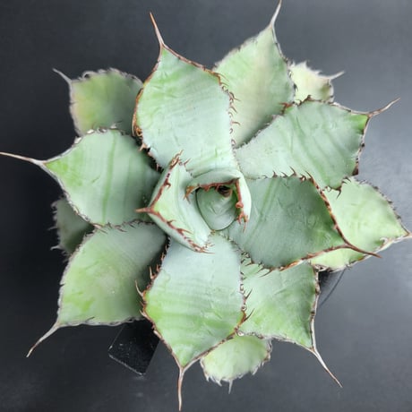 AGAVE GUADALAJARANA LEON