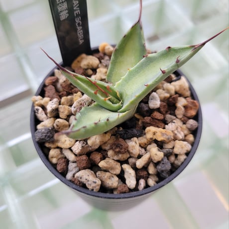 AGAVE SCABRA 紺覆輪