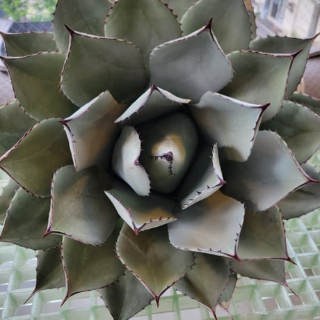 AGAVE PARRYI HUACHUCENSIS