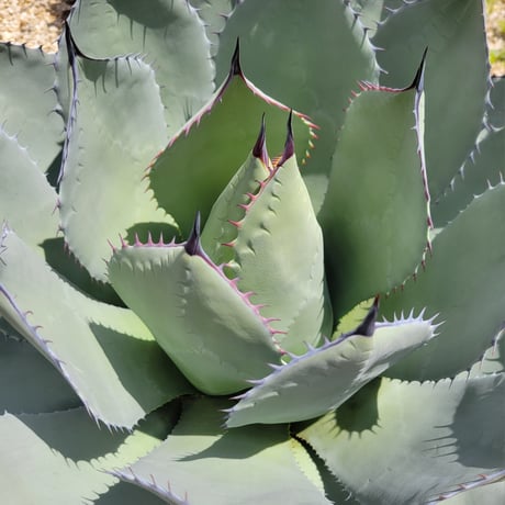 AGAVE PARRYI 姫吉祥天
