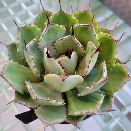 AGAVE 吉祥冠錦