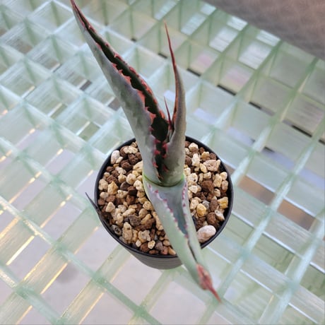AGAVE GENTRYI JAWS