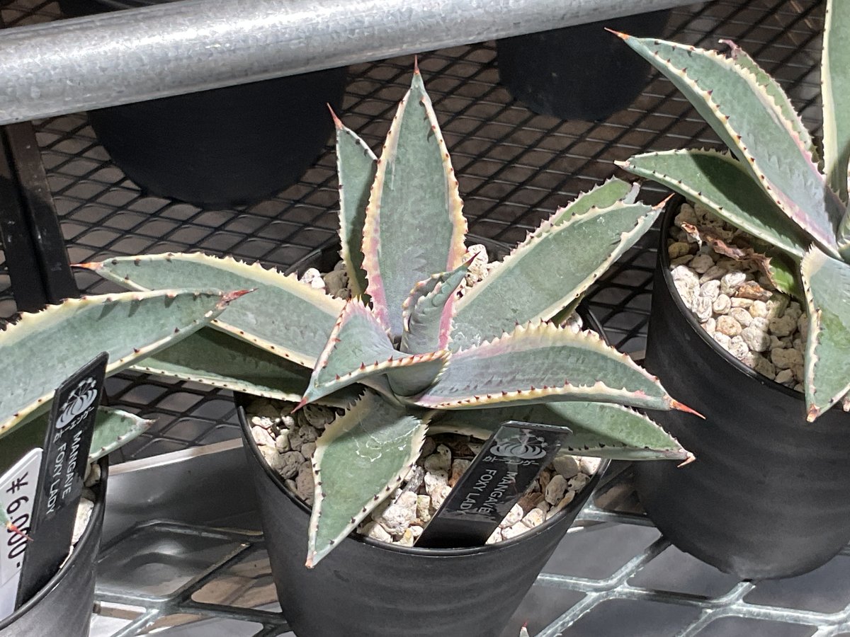 MANGAVE FOXY LADY | カトーエンゲー東京