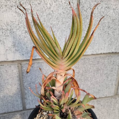 ALOE LINEATA