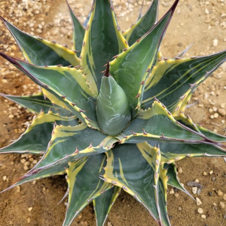 AGAVE MONTANA TIFFANY