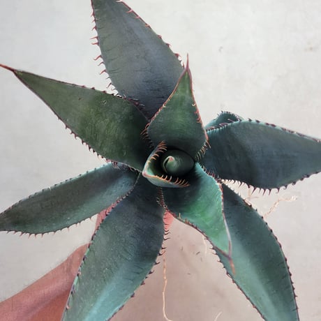 AGAVE SHAWII L