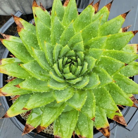 ALOE POLYPHYLLA