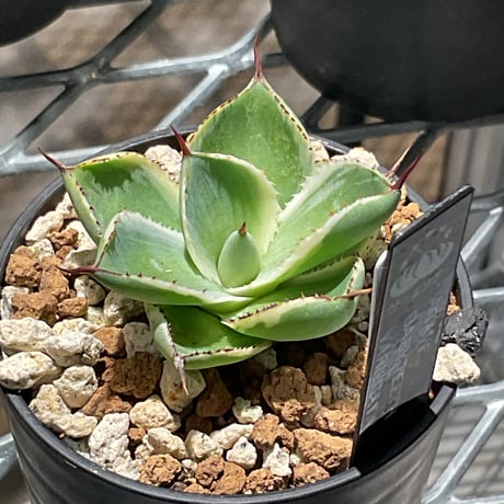 カトーエンゲー東京