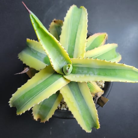 AGAVE CORNELIUS
