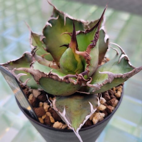 AGAVE FO-076 BIG SPINE