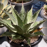 AGAVE MONTANA LIME FLASH