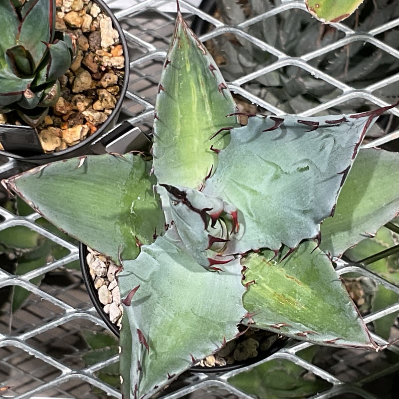 AGAVE TITANOTA X BLUE GLOW | カトーエンゲー東京