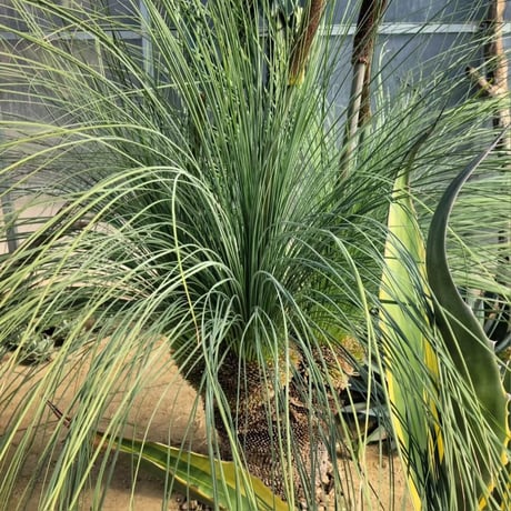XANTHORRHOEA GLAUCA HYBRID