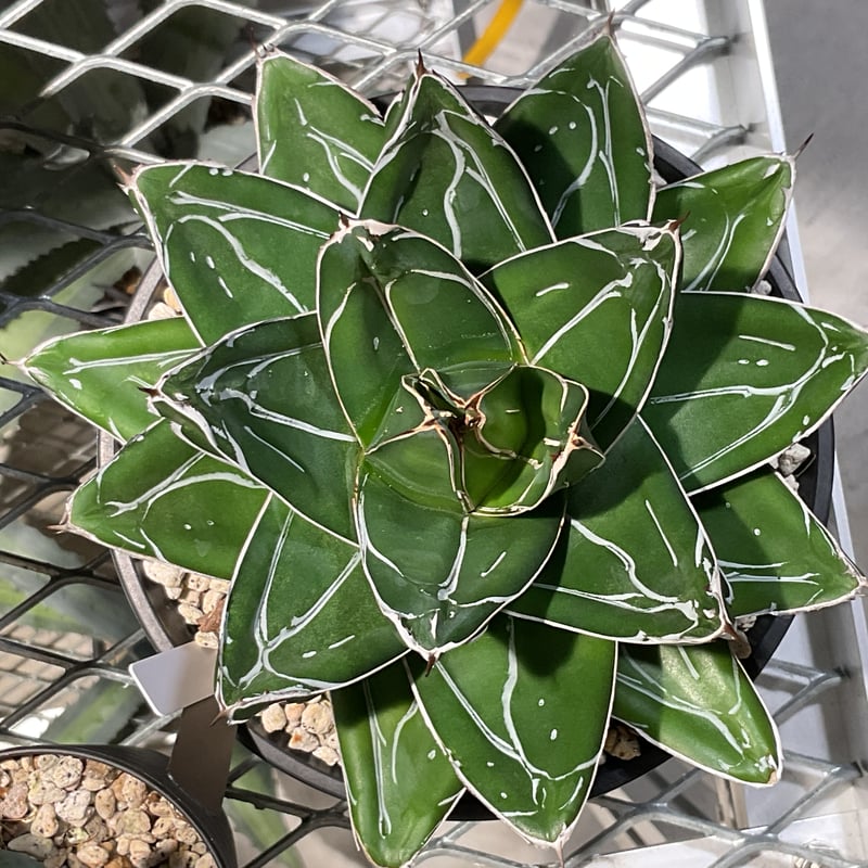 カクタスグリーン　ホワイトファング　大株 アガベ ホワイトファング カクタスグリーン 株 【公式通販】 カクタス