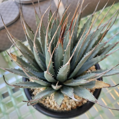 AGAVE UTAHENSIS