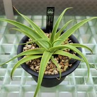 AGAVE BRACTEOSA VARIEGATA