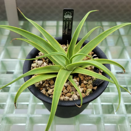 AGAVE BRACTEOSA VARIEGATA