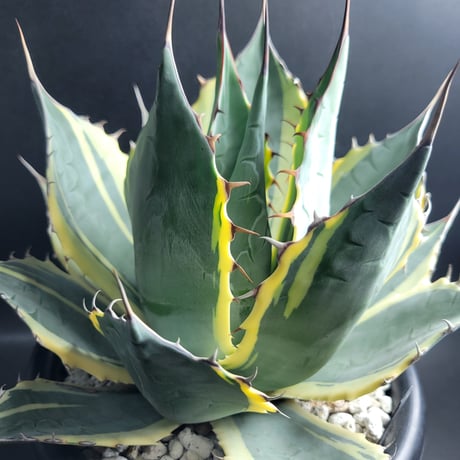 AGAVE PARRASANA IMPRESSIONIST