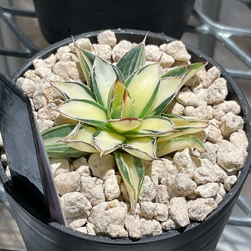 ユタエンシス sp 錦　大株　斑入り　覆輪 AGAVE FILIFERA 乱雪錦中斑 | カトーエンゲー東京