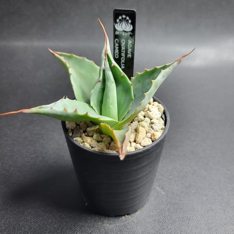 AGAVE OVATIFOLIA CAMEO