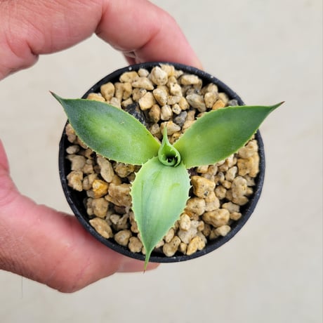 AGAVE POTATORUM 風月