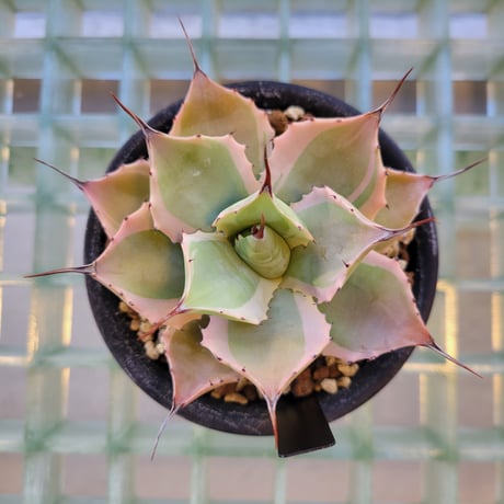 AGAVE POTATORUM EYE SCREAM