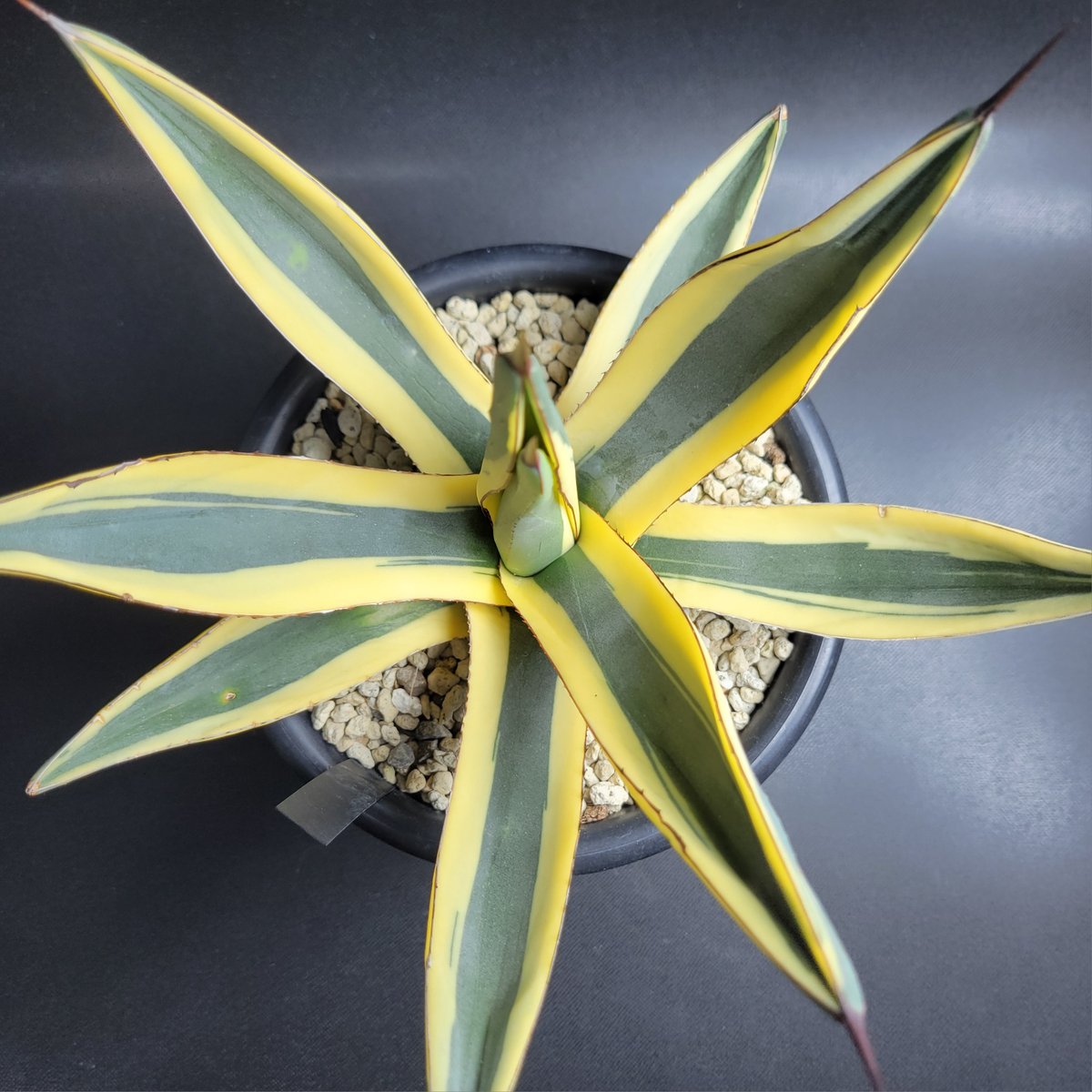 アガベ Agave   Sharkskin  Great White Shark 133 Agave Sharkskin (Victoria-Reginae x Scabra) — GDNC Nursery
