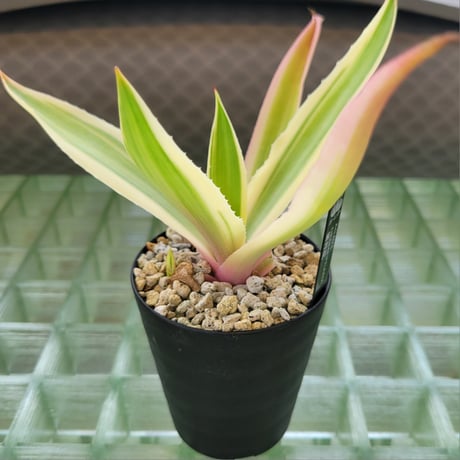 AGAVE DESMETTIANA 雪月花
