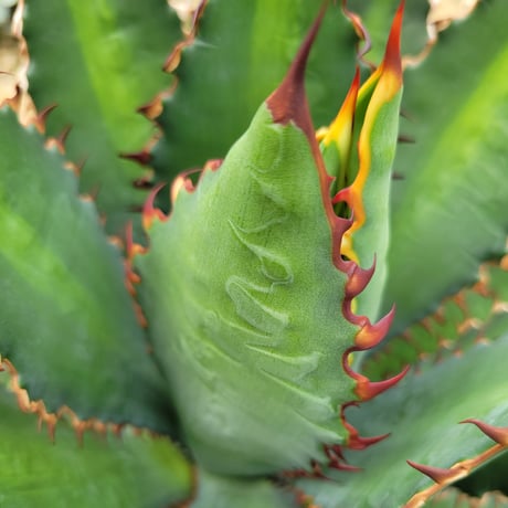 AGAVE 万代巌竜　LOPHANTHA×TITANOTA