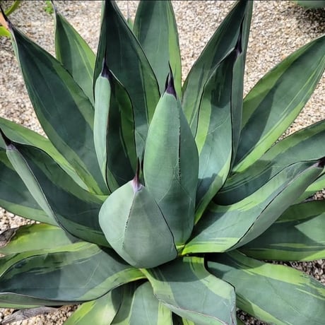 AGAVE SHARK BITE